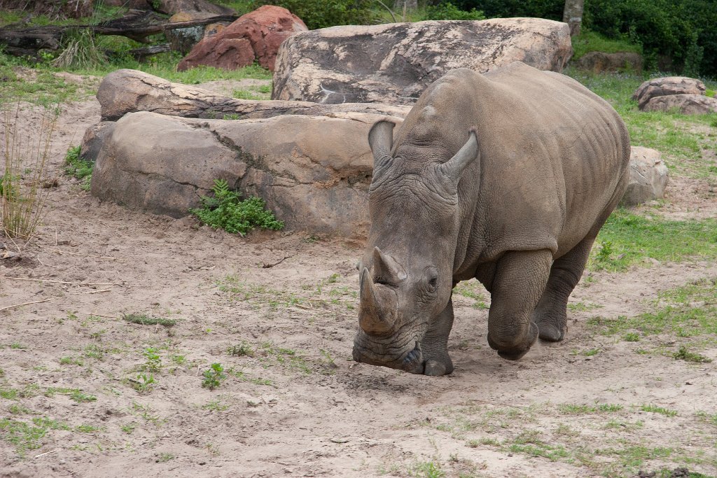 IMG_6796.jpg - The white rhino comes to visit.